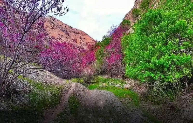بهترین جاهای دیدنی طرقبه در شب- دره ارغوان